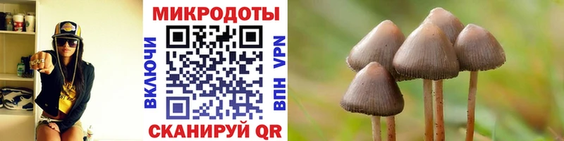 Псилоцибиновые грибы Psilocybine cubensis Дмитров